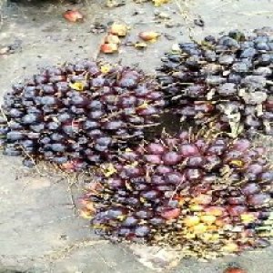 unripe_train (415).jpg