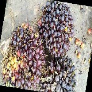 unripe_train (416).jpg