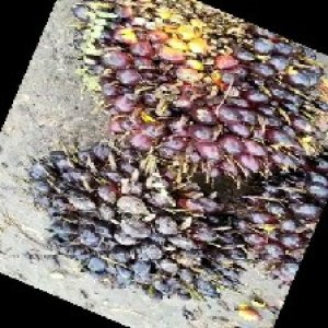 unripe_train (417).jpg