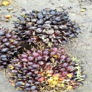 unripe_train (418).jpg