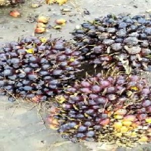 unripe_train (419).jpg