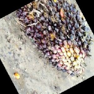 unripe_train (42).jpg