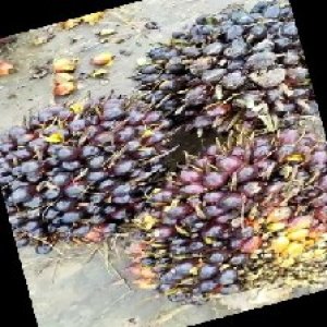 unripe_train (420).jpg