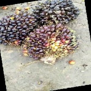 unripe_train (421).jpg