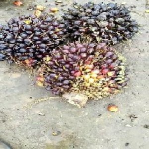 unripe_train (422).jpg