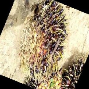 unripe_train (423).jpg