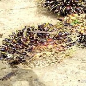 unripe_train (424).jpg