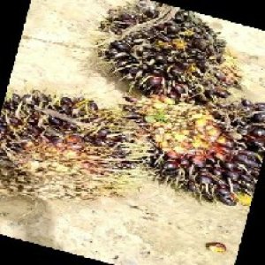 unripe_train (425).jpg