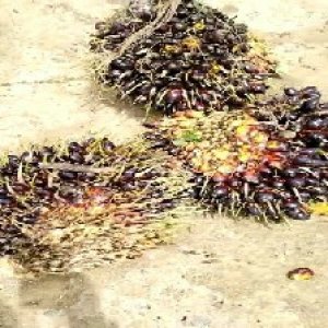 unripe_train (426).jpg