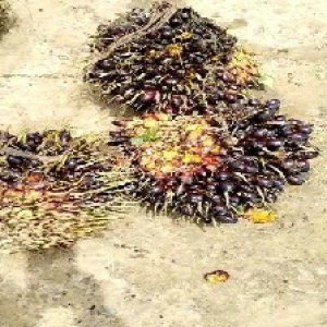 unripe_train (427).jpg