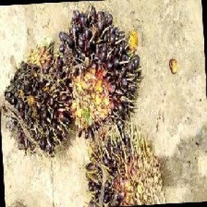 unripe_train (428).jpg