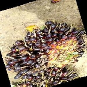 unripe_train (429).jpg