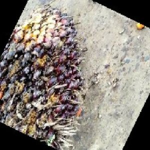 unripe_train (43).jpg