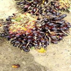 unripe_train (430).jpg