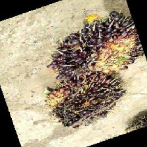 unripe_train (431).jpg