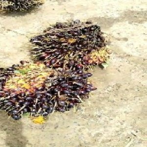 unripe_train (432).jpg