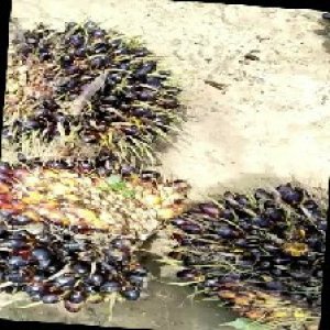 unripe_train (433).jpg