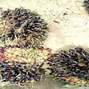 unripe_train (434).jpg