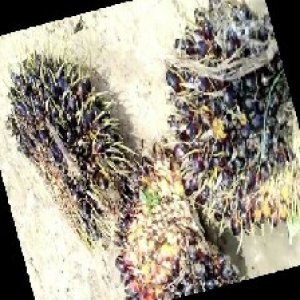 unripe_train (435).jpg