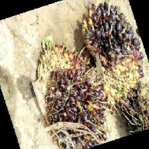 unripe_train (437).jpg