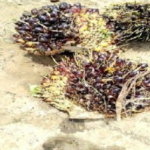 unripe_train (438).jpg