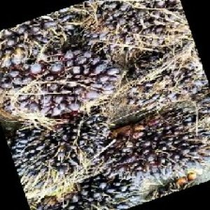 unripe_train (439).jpg