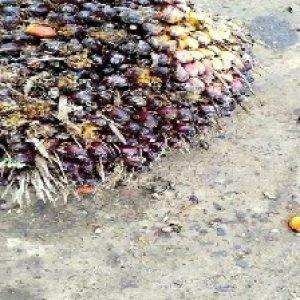 unripe_train (44).jpg