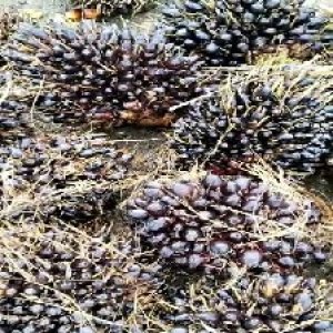 unripe_train (440).jpg