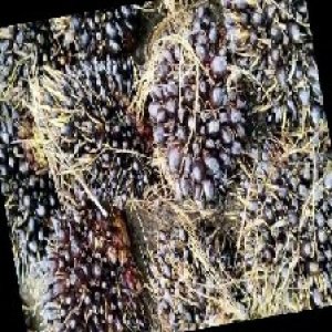 unripe_train (441).jpg