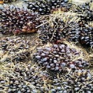 unripe_train (442).jpg