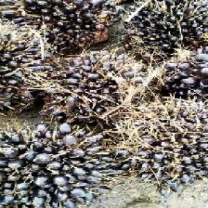 unripe_train (443).jpg