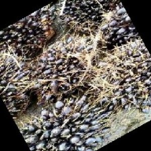 unripe_train (444).jpg