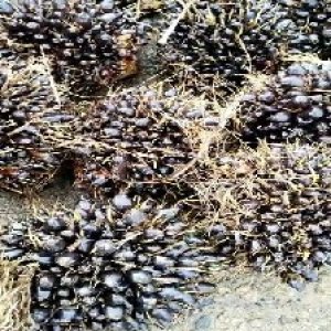 unripe_train (445).jpg