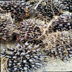 unripe_train (446).jpg