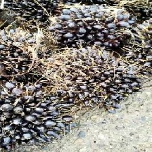 unripe_train (447).jpg