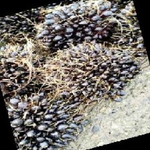 unripe_train (448).jpg