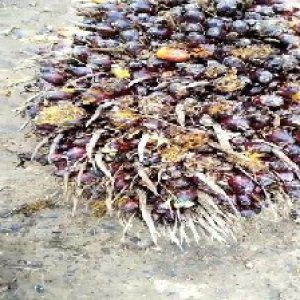 unripe_train (45).jpg