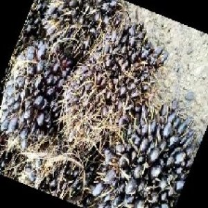 unripe_train (450).jpg