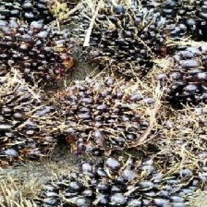 unripe_train (452).jpg