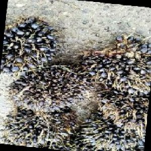 unripe_train (453).jpg