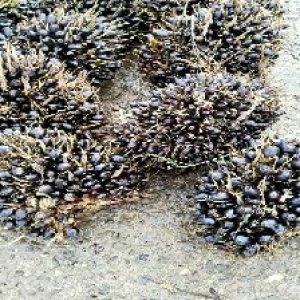 unripe_train (454).jpg