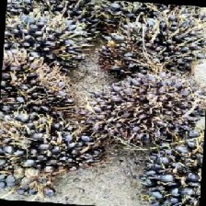 unripe_train (455).jpg