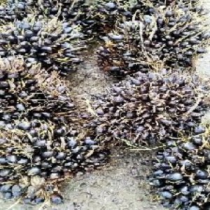 unripe_train (456).jpg