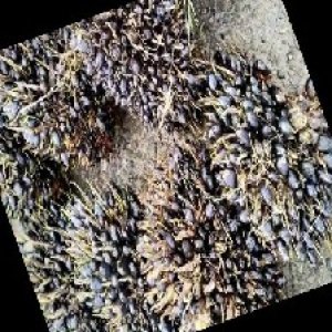 unripe_train (458).jpg