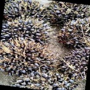 unripe_train (459).jpg