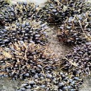 unripe_train (460).jpg