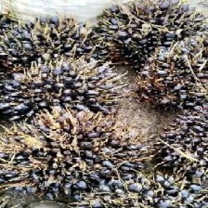 unripe_train (461).jpg