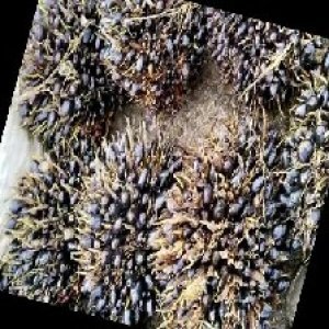 unripe_train (462).jpg