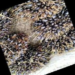 unripe_train (463).jpg