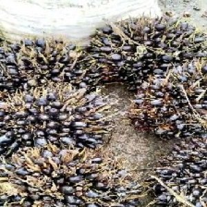 unripe_train (464).jpg